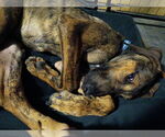 Small #5 Doberman Pinscher Mix