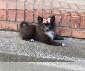 Pomeranian Puppy for sale in CLARKSVILLE, TN, USA