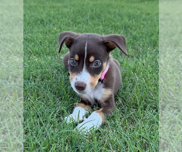 Medium Photo #3 Cheagle Puppy For Sale in Claremore, OK, USA