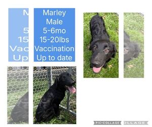 Mutt Dogs for adoption in Virginia Beach, VA, USA