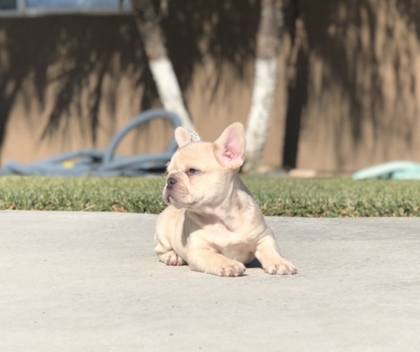 Medium Photo #2 French Bulldog Puppy For Sale in BLOOMINGTON, CA, USA