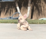 Small #1 French Bulldog