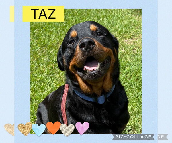 Medium Photo #6 Rottweiler Puppy For Sale in Lighthouse Point, FL, USA