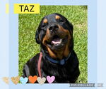 Small #5 Rottweiler