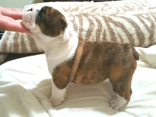 English Bulldogge Puppy for sale in HARKER HEIGHTS, TX, USA