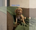 Small Photo #5 Labrador Retriever Puppy For Sale in SLIDELL, LA, USA