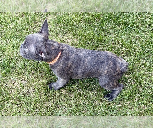 Medium Photo #40 French Bulldog Puppy For Sale in CANYON, TX, USA
