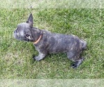 Small Photo #40 French Bulldog Puppy For Sale in CANYON, TX, USA