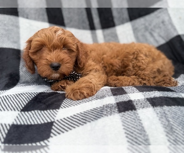 Medium Photo #6 Cavapoo (Standard) Puppy For Sale in LAKELAND, FL, USA
