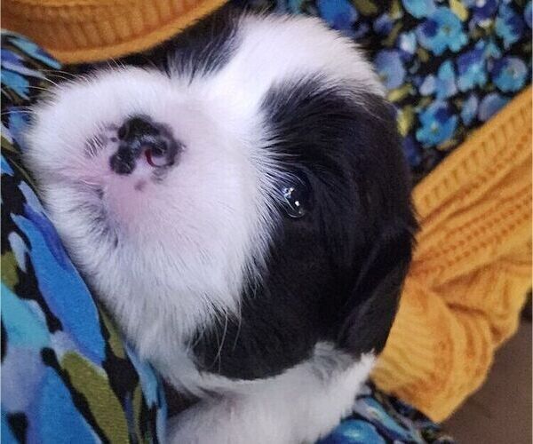 Medium Photo #14 Shih Apso Puppy For Sale in GOODYEAR, AZ, USA