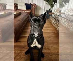 Cane Corso Dog for Adoption in ARDEN, North Carolina USA