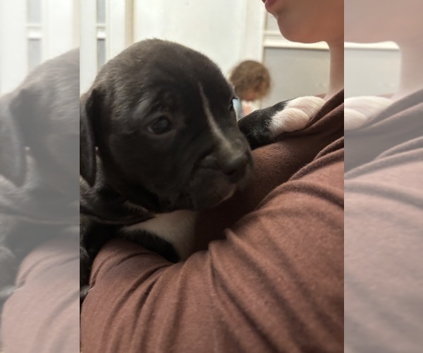 Medium Photo #4 American Mastiff-American Pit Bull Terrier Mix Puppy For Sale in NEW BEDFORD, MA, USA