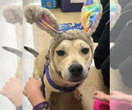 Small #8 American Pit Bull Terrier Mix
