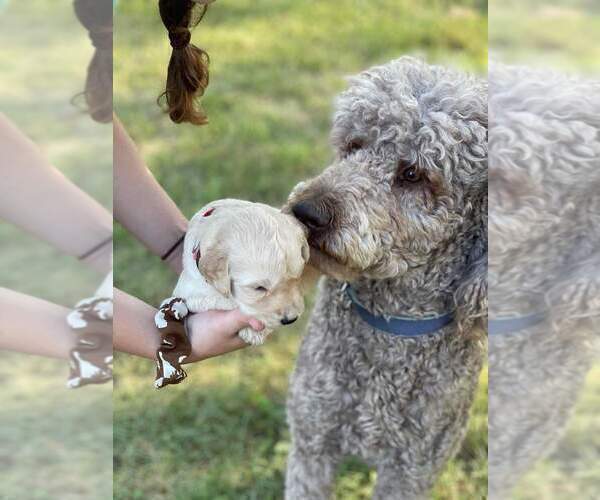 Medium Photo #1 Goldendoodle Puppy For Sale in SULLIVAN, MO, USA