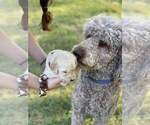 Small Photo #1 Goldendoodle Puppy For Sale in SULLIVAN, MO, USA