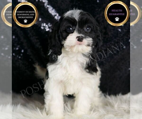Medium Photo #65 Cavapoo Puppy For Sale in WARSAW, IN, USA
