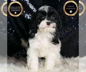 Medium Cavapoo