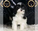 Puppy Cleopatra F1 Cavapoo