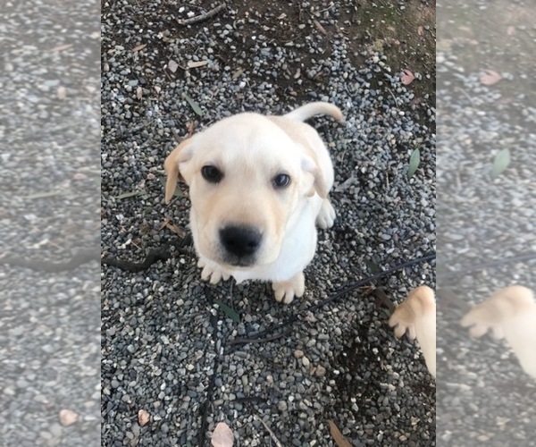 Medium Photo #3 Labrador Retriever Puppy For Sale in WILTON, CA, USA