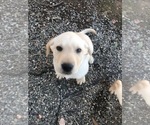 Small Photo #3 Labrador Retriever Puppy For Sale in WILTON, CA, USA