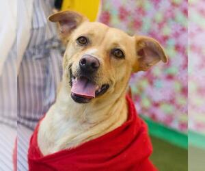 Mutt Dogs for adoption in San Antonio, TX, USA