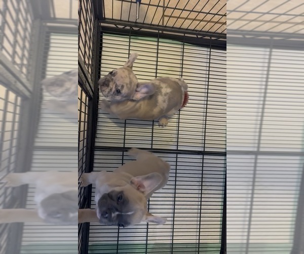 Medium Photo #5 French Bulldog Puppy For Sale in MOUNT VERNON, AL, USA