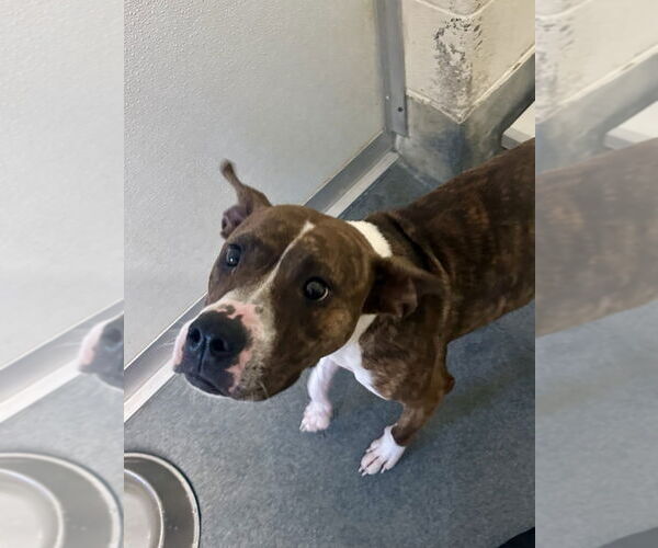 Medium Photo #1 American Pit Bull Terrier-Unknown Mix Puppy For Sale in Glen Allen, VA, USA