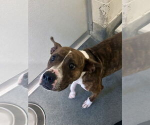American Pit Bull Terrier-Unknown Mix Dogs for adoption in Glen Allen, VA, USA