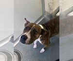 Small American Pit Bull Terrier Mix