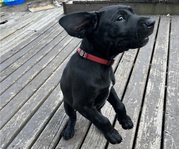 Medium Photo #23 German Shorthaired Lab Puppy For Sale in TACOMA, WA, USA