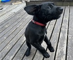 Small Photo #23 German Shorthaired Lab Puppy For Sale in TACOMA, WA, USA
