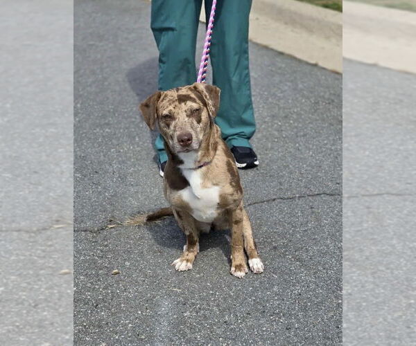 Medium Photo #4 Catahoula Leopard Dog-Unknown Mix Puppy For Sale in Boston, MA, USA