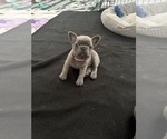 Small #5 French Bulldog