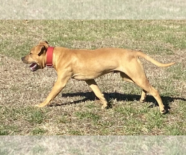 Medium Photo #17 American Pit Bull Terrier Puppy For Sale in CHARLOTTE, NC, USA