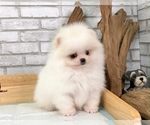 Small Photo #10 Pomeranian Puppy For Sale in SAN FRANCISCO, CA, USA