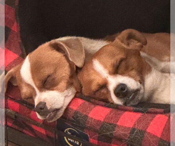 Medium Photo #2 Puggle Puppy For Sale in Lake Elsinore, CA, USA
