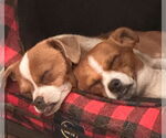 Small #1 Puggle