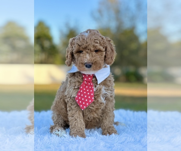 Full screen Photo #2 Goldendoodle (Miniature) Puppy For Sale in FROSTPROOF, FL, USA