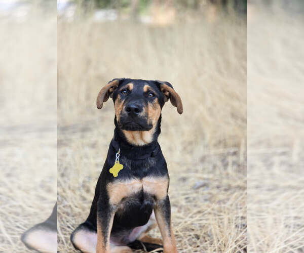 Medium Photo #13 Doberman Pinscher-German Shepherd Dog Mix Puppy For Sale in Sandy, UT, USA