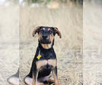 Small #12 Doberman Pinscher-German Shepherd Dog Mix