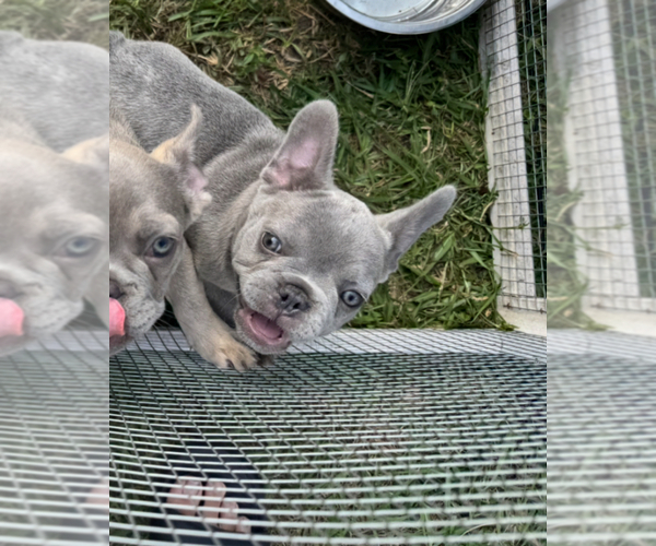 Medium Photo #3 French Bulldog Puppy For Sale in MICANOPY, FL, USA