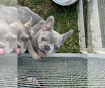 Small #2 French Bulldog