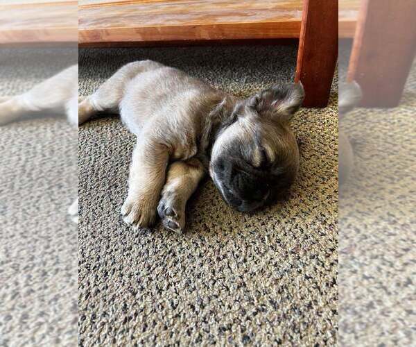 Medium Photo #4 French Bulldog Puppy For Sale in BARK RIVER, MI, USA