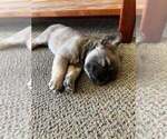 Puppy 3 French Bulldog