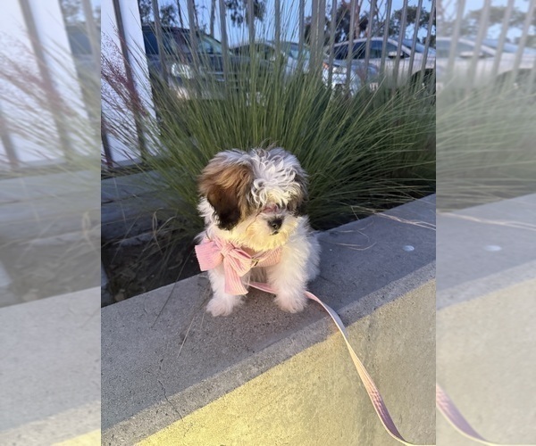 Medium Photo #10 Zuchon Puppy For Sale in LAS VEGAS, NV, USA