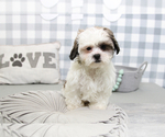 Small Photo #4 Poodle (Miniature)-ShihPoo Mix Puppy For Sale in MARIETTA, GA, USA