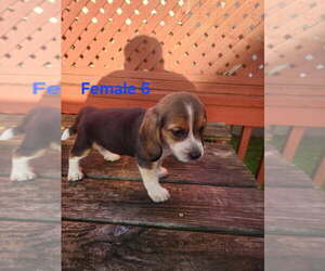 Beagle Puppy for sale in ATHENS, PA, USA