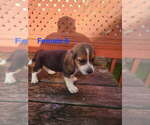 Small Beagle