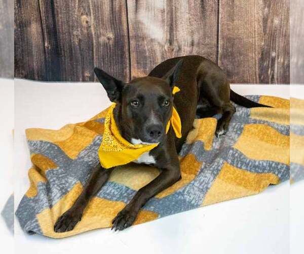 Medium Photo #6 Labrador Retriever-Unknown Mix Puppy For Sale in Kennesaw, GA, USA