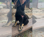 Small #5 German Shepherd Dog